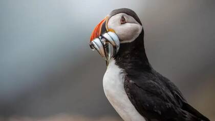 Los conservacionistas han contabilizado 43.626 frailecillos en la isla Skomer este año: un nuevo récord