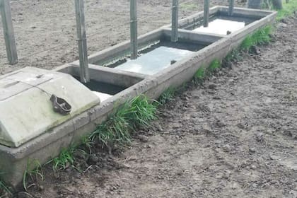 Los consumos de agua varían según cada categoría y se modifica según la temperatura del ambiente