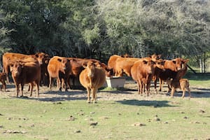 Los consumos de agua varían según cada categoría y se modifica según la temperatura del ambiente. A mayor temperatura del ambiente se incrementan los consumos