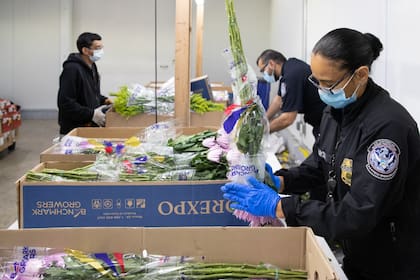 Los controles permitieron interceptar más de 600 plagas y enfermedades vegetales ocultas en los envíos