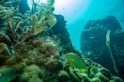 Los corales son sensibles a las altas temperaturas del agua (Photo by Joseph Prezioso / AFP)