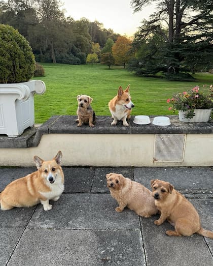 Los corgis en los jardines de Windsor, junto a algunos de los otros perros de Ferguson