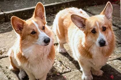 Los corgis que pertenecieron a la Reina, actualmente viven con Andrés.