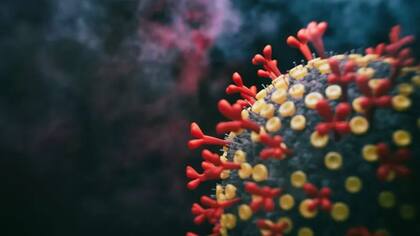 Los coronavirus son pequeños virus de ARN con una alta variabilidad