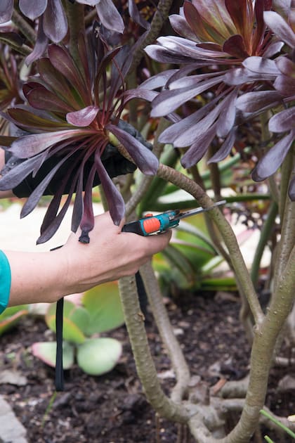 Los cortes se deben realizar con herramientas afiladas y limpias para evitar enfermedades