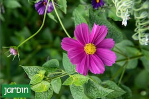 La flor silvestre que le devuelve aire rural al jardín