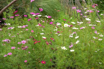 Los cosmos traen la atmósfera del campo a la ciudad