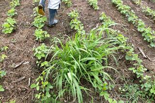 El combate contra las malezas necesita aplicar una estrategia flexible