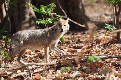 Los coyotes suelen atacar a humanos y a animales domésticos