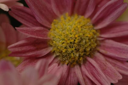 Los crisantemos almacena asbesto y otras sustancias en sus raíces