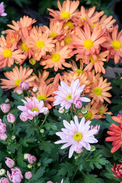 Los crisantemos florecen en otoño y hay una amplia variedad de colores