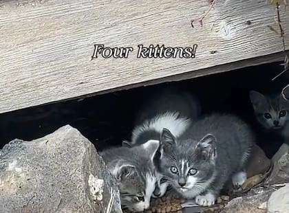 Los cuatro gatitos se encontraban en un espacio debajo de la casa (Foto: @chloeshayden)