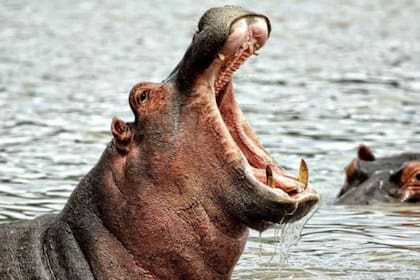 Los cuatro hipopótamos que llevó Pablo Escobar a su zoológico privado se multiplicaron sin control