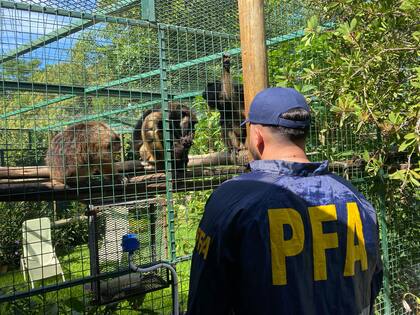 Los cuatro monos estaban en una propiedad en Benavidez.