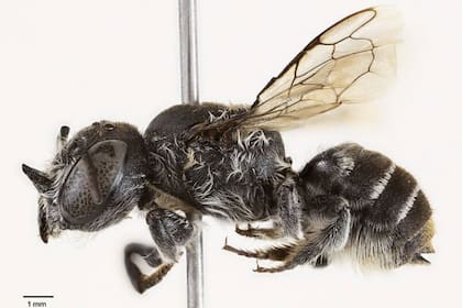 Los cuernos presentan una longitud de 0,9 milímetros cada uno y tienen diversas funciones