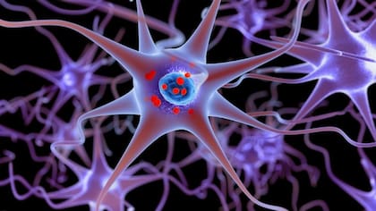 Los cuerpos de Lewy son partículas que se hallan en las neuronas de manera post mortem