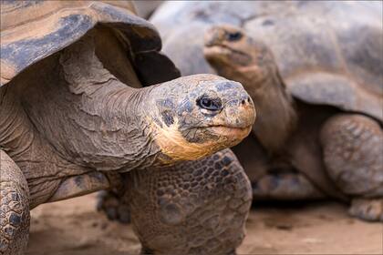 Los cuidadores implementan diversas estrategias para proteger a los animales del frío en Florida