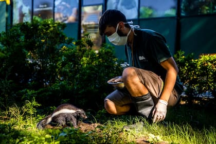 Los cuidados en el Ecoparque continúan a pesar de las medidas de aislamiento por el coronavirus