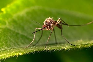 Repelentes caseros para mosquitos: cuáles son y cómo se hacen