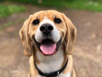 Los cuidados que se deben tener para que el perro no tenga sobrepeso