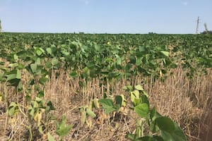 Los cultivos atravesaron largos períodos con déficit de humedad