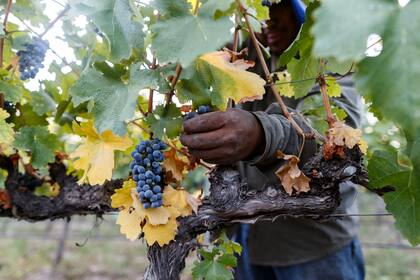 Los cultivos contaron con un clima muy favorable durante todo el ciclo