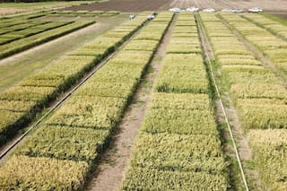 El valor de los cultivos de servicios