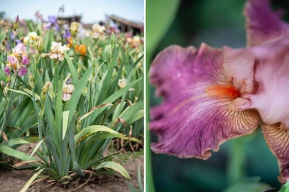 Los cultivos de iris de Mauro Zuzul no tienen estiércol ni fertilizantes químicos agregados, solo abonos orgánicos, como compost.