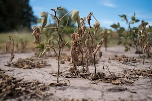 El impacto real de la sequía todavía no aparece entre las previsiones del USDA