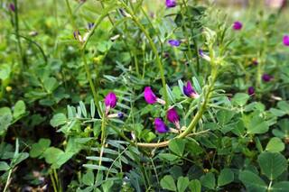 Año Niña: qué hacer con los cultivos de servicio