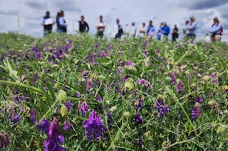 Cultivo de servicio: un puente para la rentabilidad sustentable