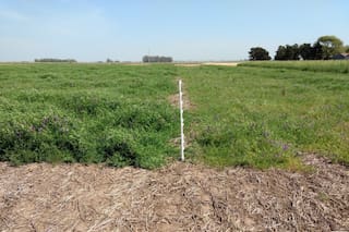 Cultivos de servicio: la inoculación potencia y fortalece los “puentes verdes”