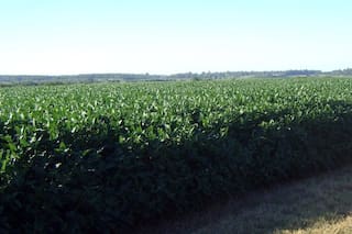 No alcanza con inocular la semilla con el rizobio para asegurar la nutrición nitrogenada
