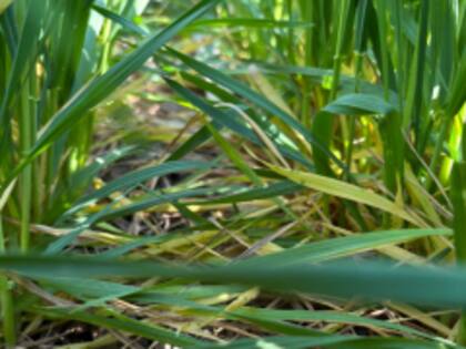 Los cultivos de trigo debieron sobrellevar condiciones de déficit hídrico