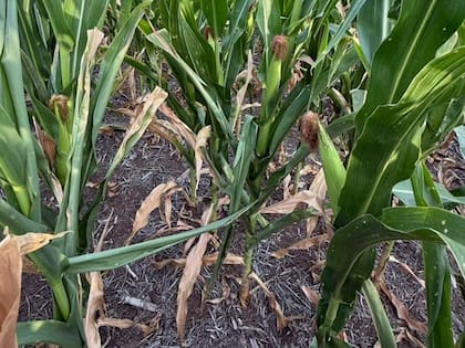 Los cultivos empezaron a sufrir el estrés hídrico