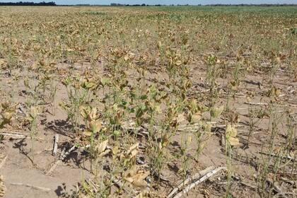 Los cultivos en la provincia de Chaco