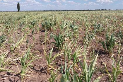 Los cultivos en la provincia de Chaco sufrieron el efecto de la sequía