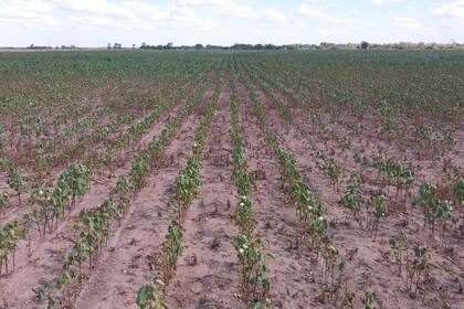 Los cultivos están atravesando estrés hídrico por la falta de precipitaciones