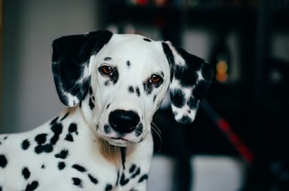 Los dálmatas son adorables por todos
