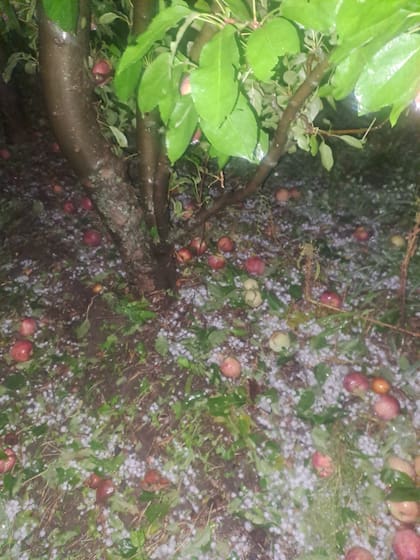 Los daños en las plantaciones de manzana del Valle Medio