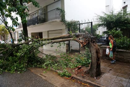 Los daños incluyeron algunos árboles que cedieron, en varios casos de raíz