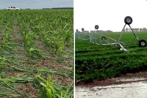 Una devastadora tormenta arrasó con miles de hectáreas de cultivos