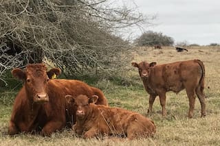 En marzo se vendió un 13,6% menos de terneros