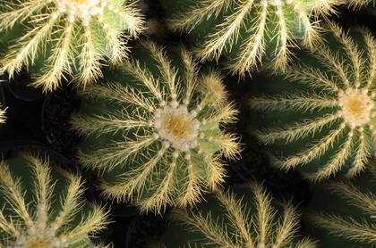 .Los de Acuario aman los cactus por su aspecto atípico