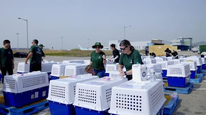 Los defensores están preocupados por lo que podría pasar con los perros rescatados a largo plazo