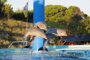 Los delfines del Aquarium de Mar del Plata, una de las preocupaciones de los grupos animalistas