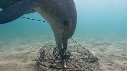 Los delfines roban las carnadas y no se las comen, sino que las dejan a un costado