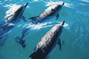 Delfines, la inesperada arma de guerra que sumó Rusia cerca de Ucrania