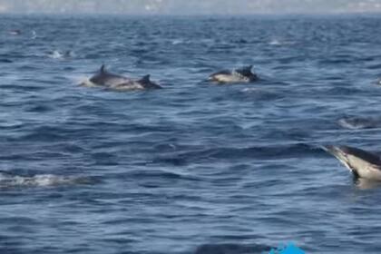 Los delfines suelen nadar en grupo, pero es muy poco habitual que lo hagan en un número tan grande
