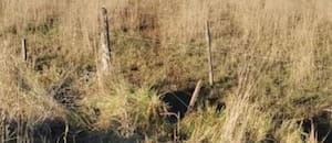 Los ladrones de vacas volvieron a golpear y en una región hay hartazgo por la falta de soluciones